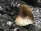 Óriás csiperke (Agaricus augustus), Budai-hegység